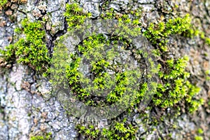Green thick moss on a tree in the forest