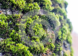 Green thick moss on a tree in the forest