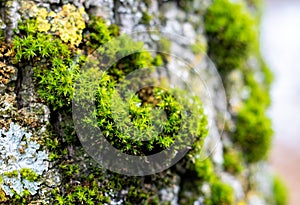 Green thick moss on a tree in the forest