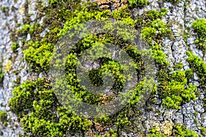 Green thick moss on a tree in the forest