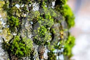 Green thick moss on a tree in the forest