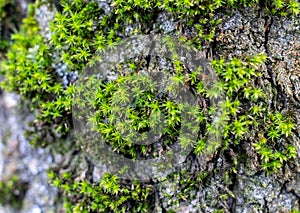 Green thick moss on a tree in the forest