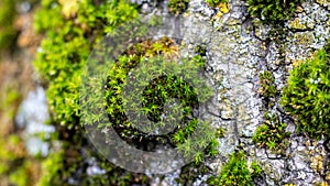 Green thick moss on a tree in the forest