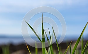 Green thick reed leaves in the foreground with coastline shore and sky blurred in the background