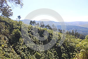 Green thick vegetation in mountains