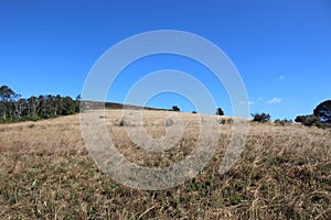 Green thick vegetation in mountains