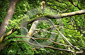 Green thickets of old trees with thick trunks