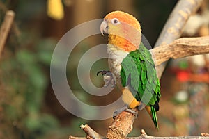 Green-thighed parrot