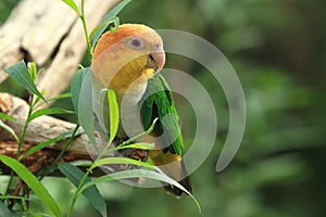 Green-thighed parrot