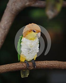 The green-thighed parrot, also known as the eastern white-bellied parrot, is a species of parrot in the family Psittacidae photo