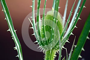 Green thistle