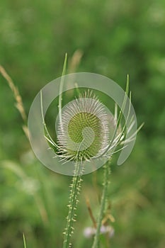 Green thistle in wheat field