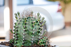 Green thorn cactus with many flowers on it