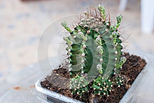 Green thorn cactus with many flowers on it