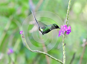 Green Thorntail Discosura conversii