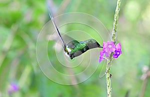 Green Thorntail Discosura conversii feeding on a flower