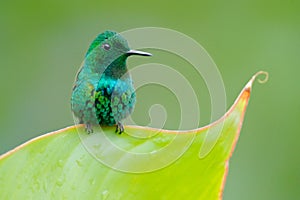 Green Thorntail, Discosura conversii, La Paz Waterfall Garden, Costa Rica. Hummingbird with clear green background. Wildlife scene