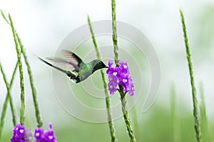 Green thorntail hovering next to violet flower, bird from mountain tropical forest, Costa Rica, tiny beautiful hummingbird