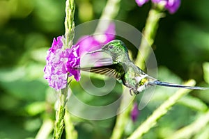 Green thorntail hovering next to violet flower, bird from mountain tropical forest, Costa Rica, tiny beautiful hummingbird