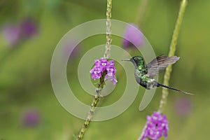 Green Thorntail, hovering next to violet flower in garden, bird from mountain tropical forest, Costa Rica, natural habitat