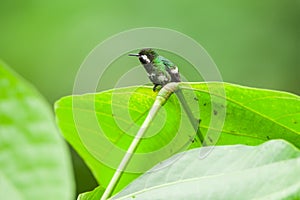 Green Thorntail Hummingbird, Female photo