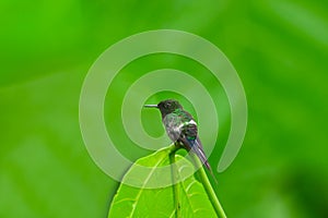 Green Thorntail Hummingbird, Male photo