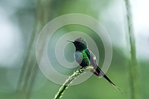 Green thorntail sitting on flower, bird from mountain tropical forest, Costa Rica, bird perching on branch, tiny beautiful humming