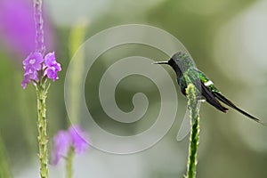 Green Thorntail, sitting on flower in garden, bird from mountain tropical forest, Costa Rica,natural habitat,beautiful hummingbird