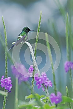 Green Thorntail, sitting on flower in garden, bird from mountain tropical forest, Costa Rica,natural habitat,beautiful hummingbird