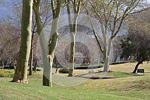 Green thorny bark trees