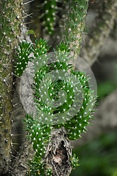 Green and thorny buds of cactus.