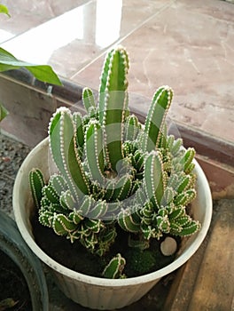 green thorny cactus growing in pots
