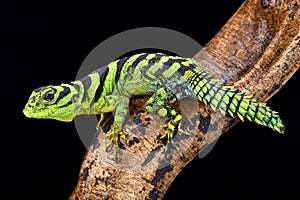 Green thornytail iguana, Uracentron azureum, Suriname photo