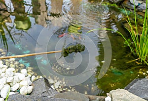 Green Thread algae plague in the garden pond