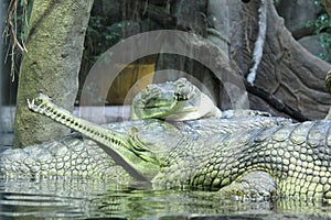 Green three alligators relaxing