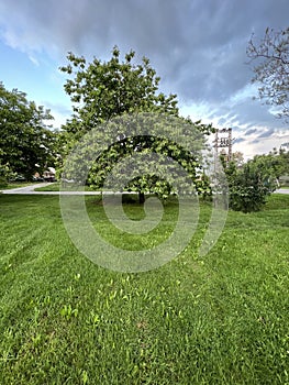 Green three on grass.Rain day