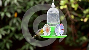 Green Throat Hummingbird and other
