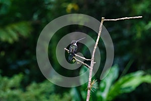 Green throated Mango Hummingbird at Asa Wright In Trinidad and Tobago photo