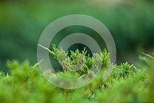 Green thuja branch on a blurred background