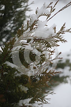 Green thuja branches covered with snow. Frozen plants. Winter season. Forest details. Beauty in winter nature