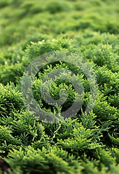 Green thuja bush
