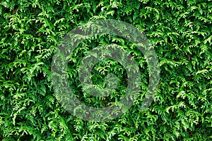 Green Thuja Hedge Background