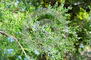 Green thuja or juniper tree branches wis berries background close up