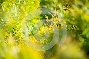 Green thuja leaves