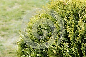 Green thuja occidentalis white cedar background
