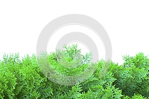 Green thuja, thuya isolated on white background