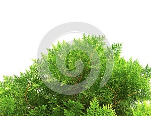 Green thuja, thuya isolated on white background