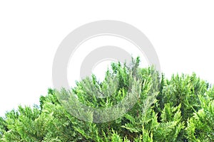 Green thuja, thuya isolated on white background