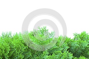 Green thuja, thuya isolated on white background photo