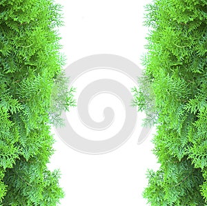 Green thuja, thuya isolated on white background